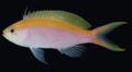 Pseudanthias bartlettorum0298.jpg