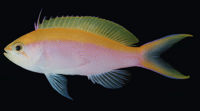 Pseudanthias bartlettorum0298.jpg