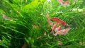 CherryRedShrimp4.jpg