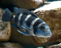 Neolamprologus tretocephalus.jpg