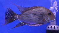 Geophagus surinamensis.jpg