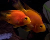 Blood parrot cichlid-3386.jpg