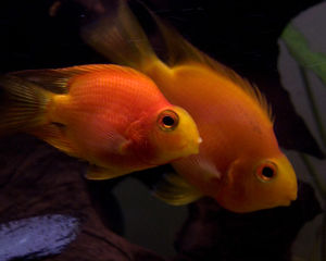 Blood parrot cichlid-3386.jpg