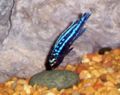 Melanochromis Johanni-1780.jpg