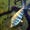 Abramites hypselonotus-3946.jpg