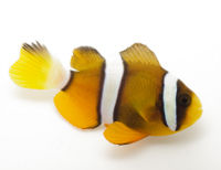 Amphiprion clarkii-998.jpg