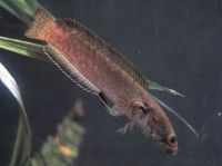 Channa gachua345345.jpg