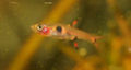 Pygmyrasbora1.jpg