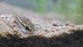 Corydoras Pygmaeus Front.jpg