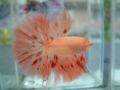 Orangedalmationbetta.jpg