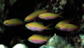 Pseudanthias bartlettorum4537.jpg