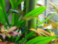 Jelly Bean Tetra-1367.jpg