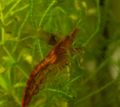 Neocaridina heteropoda.jpg