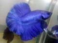 Royalbluemaskbetta.jpg