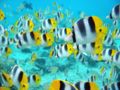 Chaetodon ulietensis8347.jpg