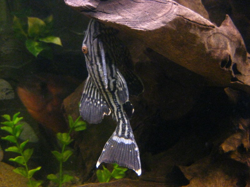 File:Panaque nigrolineatus-7998.jpg