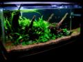 RH Fish Tank-394.jpg