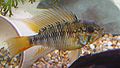 Apistogramma macmasteri4553.jpg