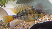 Apistogramma macmasteri4553.jpg