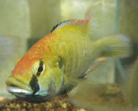 Astatotilapia calliptera male.jpg