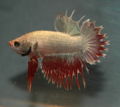 CTPK Multi M - Betta-5594.jpg