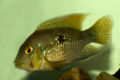 Geophagus brasiliensis-9374.jpg