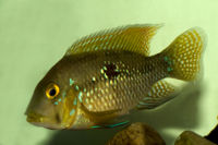 Geophagus brasiliensis-9374.jpg