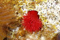 Actinia equina 0009.JPG