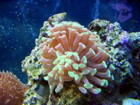 Hammer Coral-9496.jpg