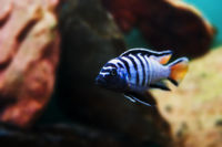 Pseudotropheus elongatus.jpg