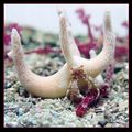 Staghorn hermit crab-1.jpg