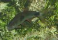 Bucktoothed Tetra Image 001.jpg