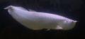 Snow Arowana.jpg