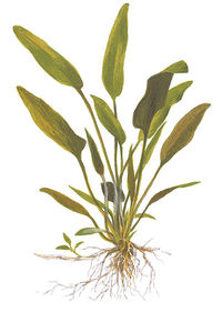 Cryptocoryne x willisii.jpg