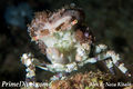 Decorator crab1.jpg