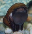 Ruby Nerite Snail 2.jpg