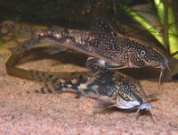 Schleromystax barbatus.jpg