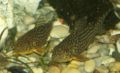 Corydoras sterbai 03.jpg