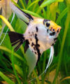 Marblescalareangelfish-4517.jpg