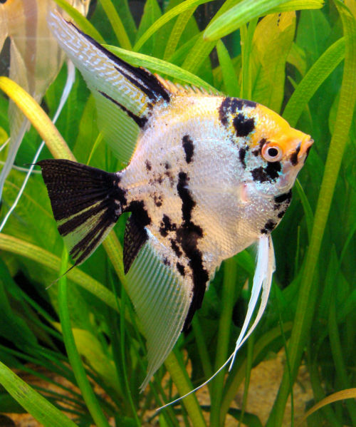 File:Marblescalareangelfish-4517.jpg