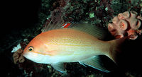 Pseudanthias luzonensis.jpg