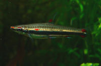 Nannostomustrifasciatus.jpg