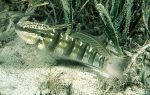 Amblygobius phalaena 9928.jpg