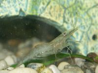 Caridina gracilirostris1.jpg