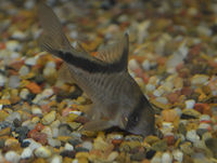 Corydoras melini.jpg