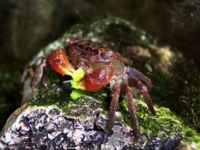 Redclawcrab-676.jpg