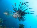 CommonLionfish-5187.jpg