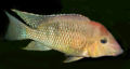 Geophagus steindachneri-1147.jpg