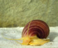 Pinkapplesnail.jpg