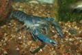 Cherax quadricarinatus-7827.jpg